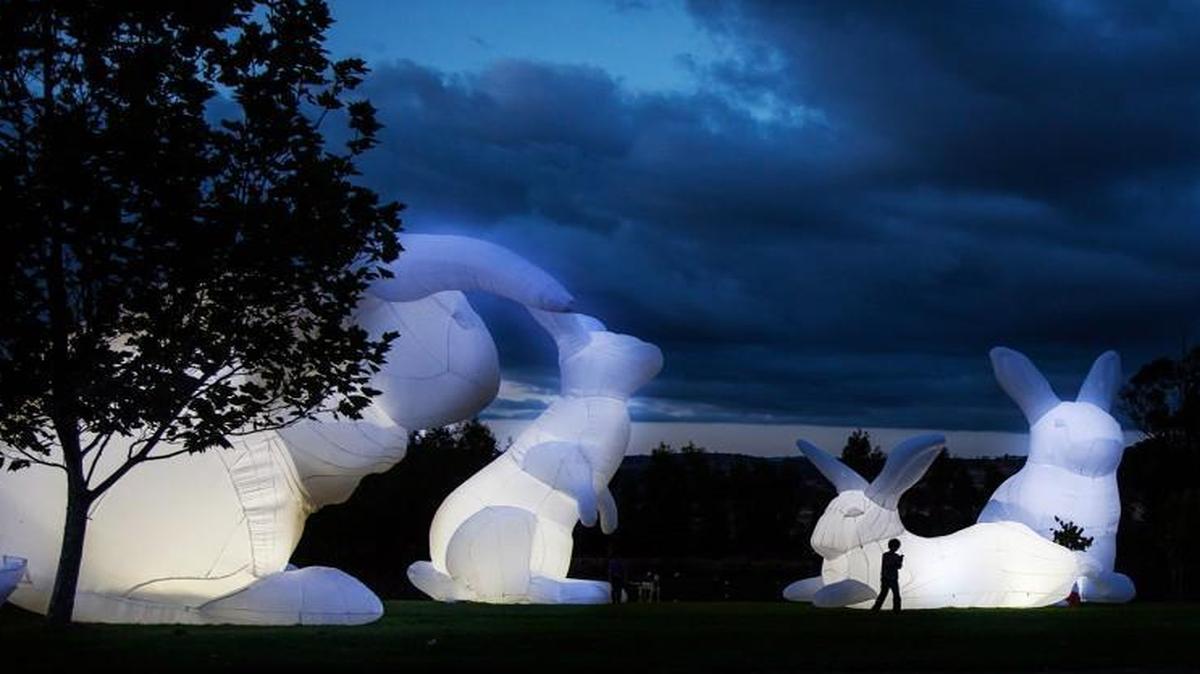Amanda Parer’s “Intrude,” huge, inflatable rabbits illuminated from the inside will be part of a 10-day exhibition Oct. 28-Nov. 6 at NCMA.