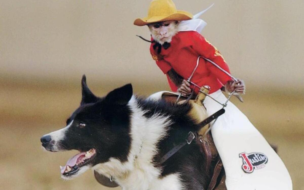 Whiplash the Cowboy monkey rides his trusty Border collie with the World’s Toughest Rodeo Saturday at the PNC Arena.