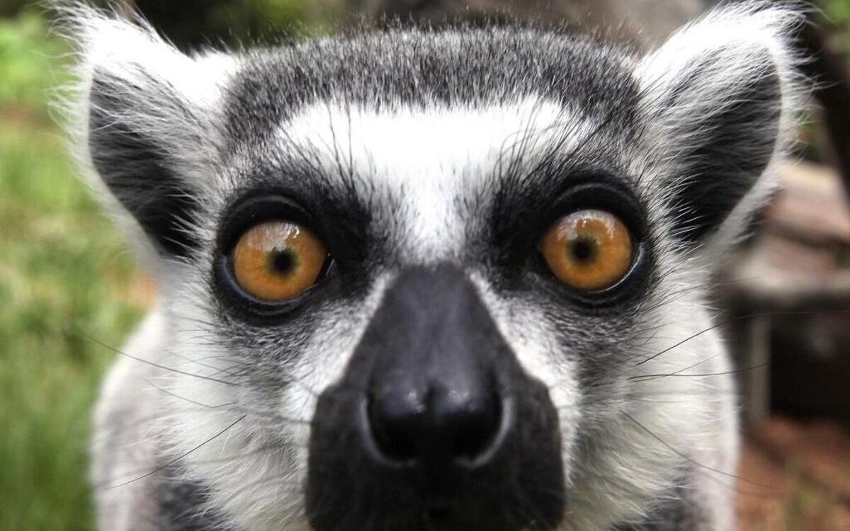 Don’t miss Lemurpalooza Friday at Duke Lemur Center in Durham!