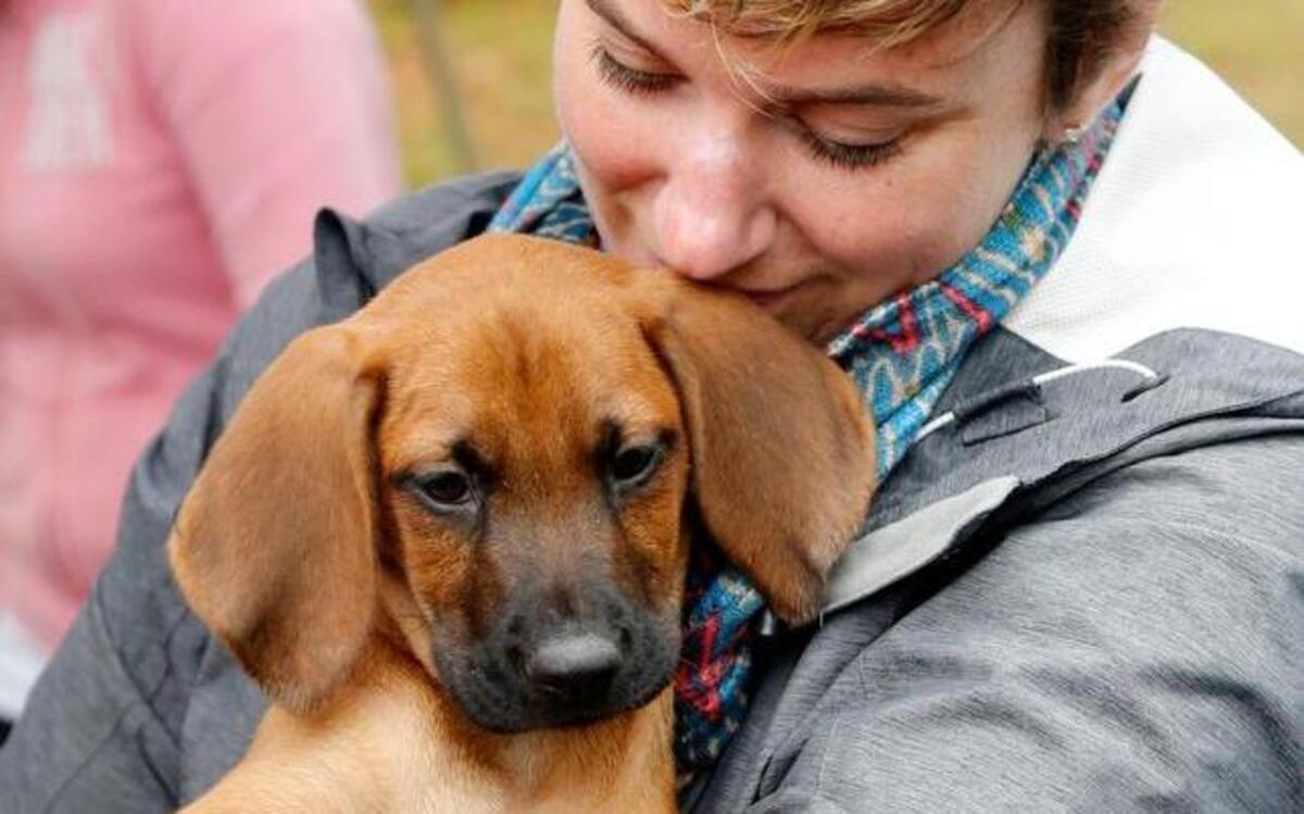 The K9-3K & Woofstock at Booth Amphitheatre is an annual walk and day of activities that brings together animal lovers to raise money for the SPCA of Wake County.