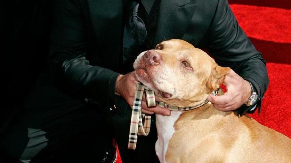 You love your dog, but is he always a good boy? Cesar Millan reveals secrets of happier, healthier relationships between man and canine beast, with dogs from local shelters used in demonstrations Saturday at Memorial Auditorium in Raleigh.