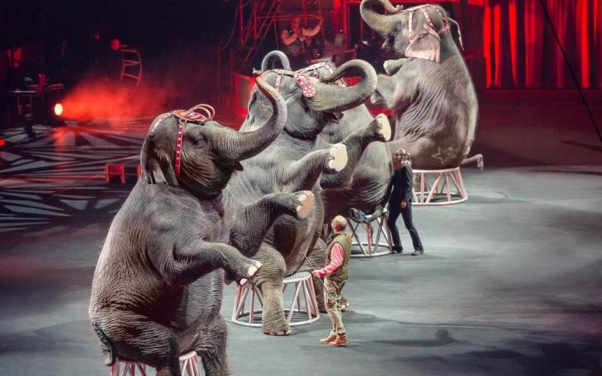 Ringling Bros. announced earlier this month that it would retire its elephants to its Center for Elephant Conservation in Florida in May, almost two years earlier than previously announced. There will also be no elephant walk this year.