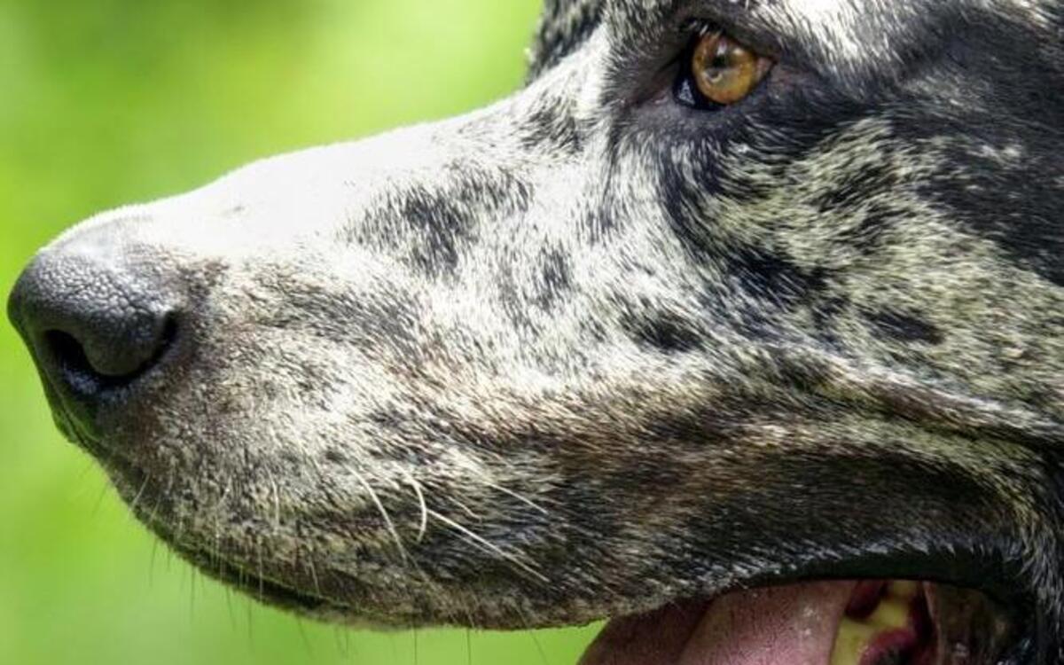Dog Days in Durham is being held Sunda from 1-4 p.m. at Beer Durham to support the Animal Protection Society of Durham, which has a mission to feed, shelter, provide medical care for, and match families with all kinds of pets,.