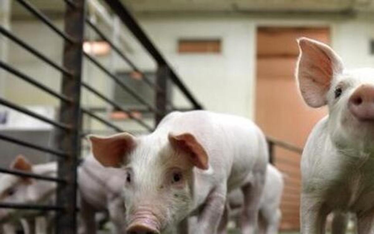 
Catch a free screening of “Farmland,” a documentary by award-winning director James Moll, who traveled across the country to meet farmers and ranchers in their 20s who are now running their own farms. A Q&A with local farmers takes place after the movie 7 p.m. Friday; N.C. Museum of History.
