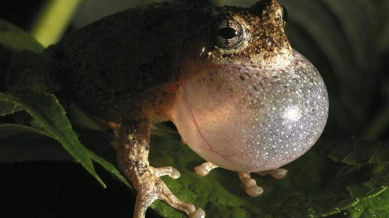 Is there a frog-palooza going on in SC backyards? Here’s what’s happening with amphibians