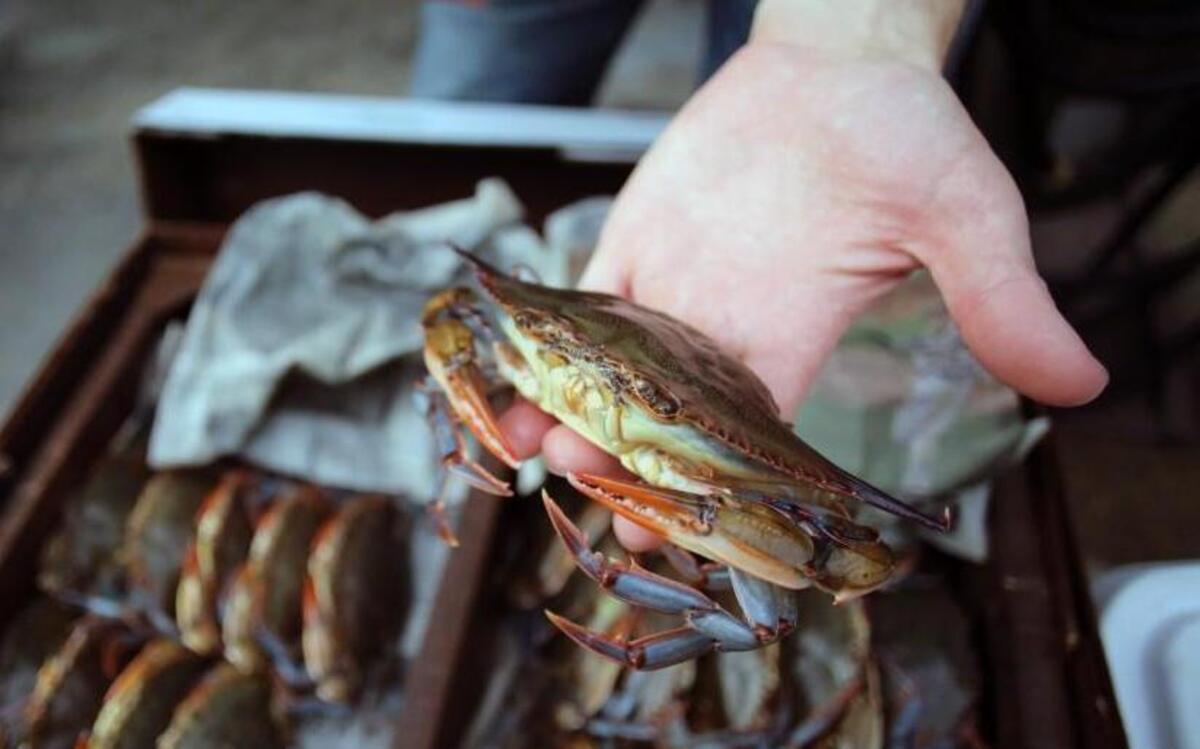 
Raleigh’s first seafood festival promises a feast of delicious seafood from the Carolinas’ coastline cooked up by local vendors.
