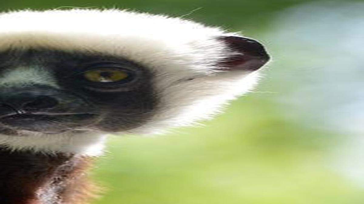
Lemur Week at the Duke Lemur Center kicks off Saturday. 
