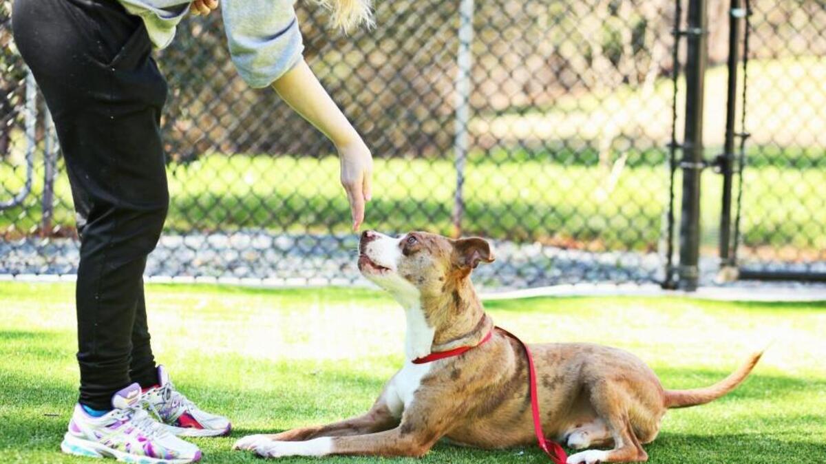 SPCA of Wake County’s annual K9-3K and Woofstock event moves to Cary this year.