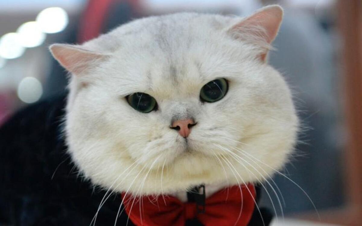 Nonprofit rescue group SAFE Haven for Cats’ annual Tuxedo Cat Ball has a “frolic in the garden” theme Friday at North Ridge Country Club in Raleigh.