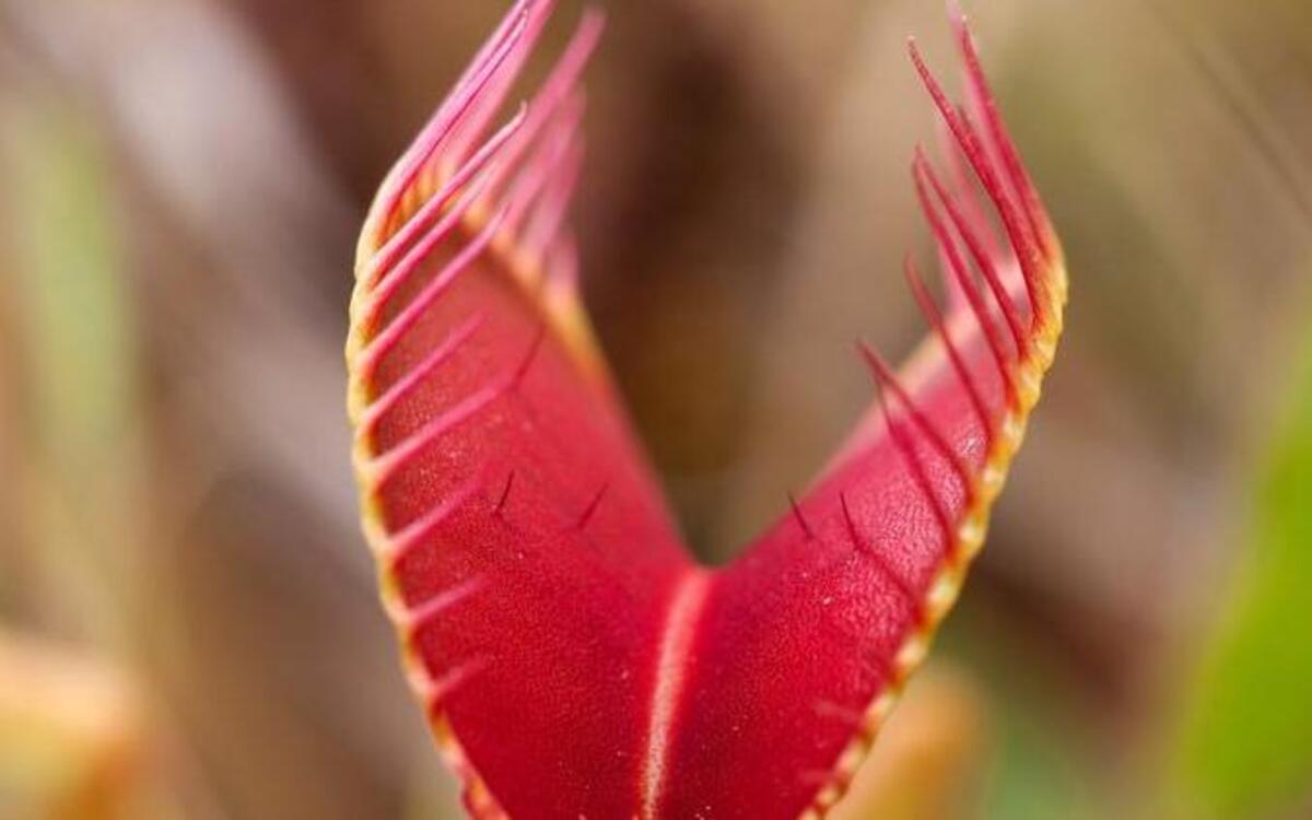 Celebrate what Charles Darwin called the “most wonderful plant in the world” – the Venus Flytrap. Learn about Darwin’s studies of the flytrap and its natural history, plus the plant’s evolutionary biology and current conservation efforts Sunday at the Botanical Garden in Chapel Hill.