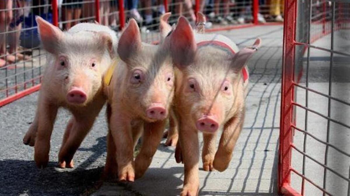 The Ham & Yam Festival in Smithfield features pig races, a sweet potato pie-eating contest, carnival rides and more.