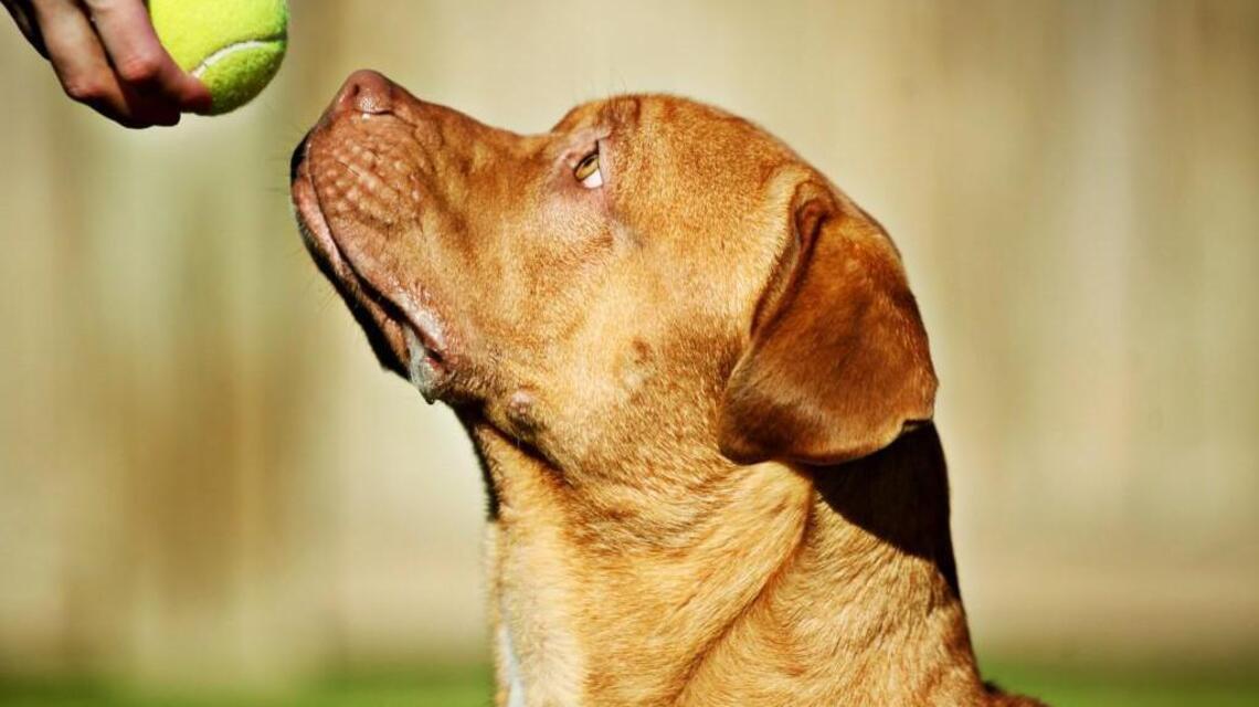 Dog trainers advise how to prevent children from being bitten, after 2 fatal attacks