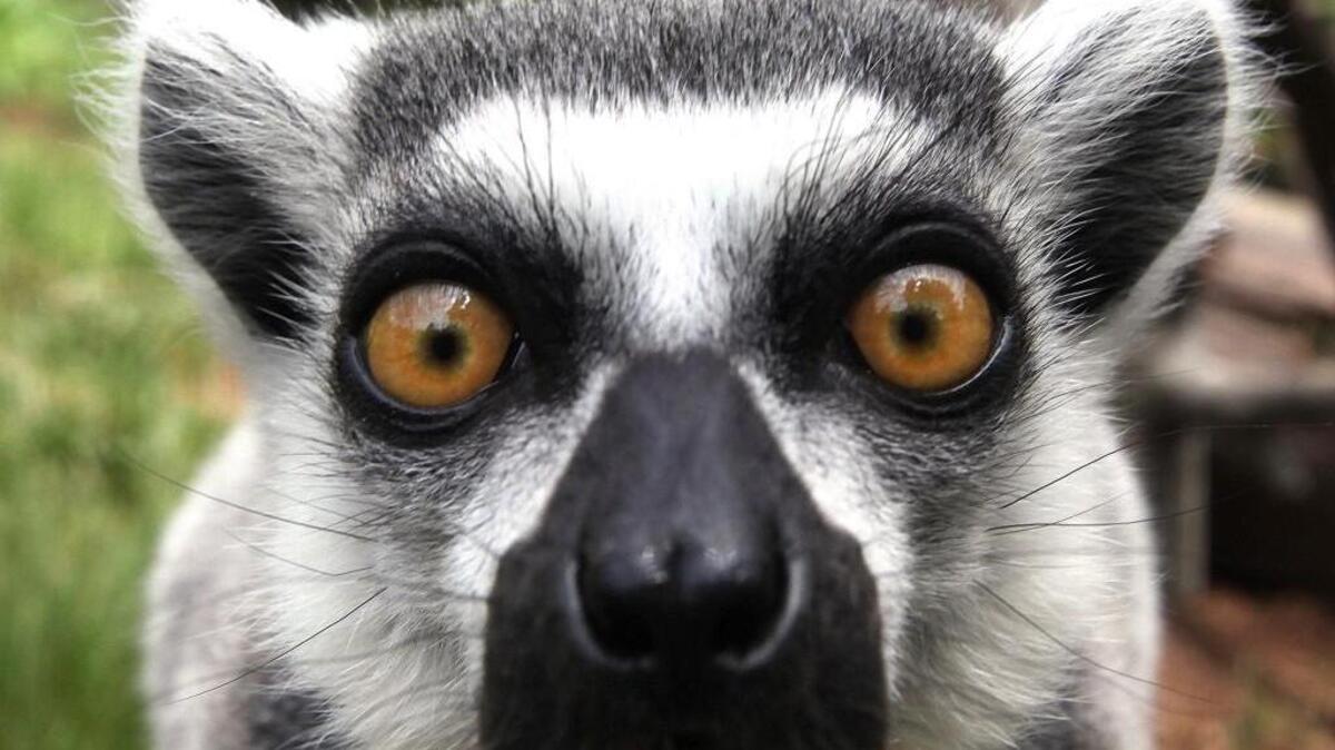 Meet adorable lemurs at Lemurpalooza Saturday at Duke Lemur Center. The event raises funds to support the Duke Lemur Center.