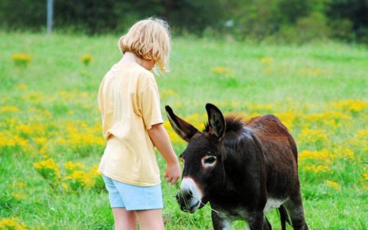 
The Piedmont Farm Tour turns 20! Saturday and Sunday this event, which encapsulates 40 sustainable farms in four counties, celebrates Earth Day in its own practical way. 
