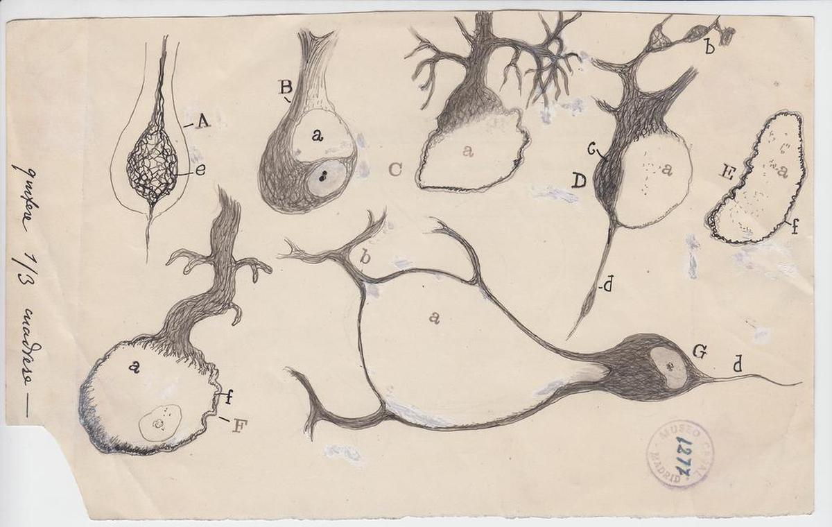 Injured Purkinje neurons of the cerebellum, 1914, ink and pencil on paper