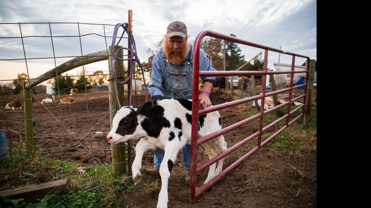 Alamance County dairy farmer Randy Lewis lets a young calf out during a production shoot of the documentary “The Last Barn Dance.” Lewis has grown up with cows his whole life and recounts in the film how he used to follow his grandmother around the farm as she worked with the cows.