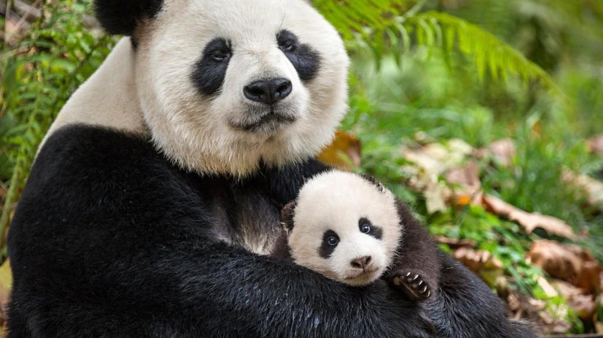 Ya Ya the panda and her baby, Mei Mei, in Disney’s “Born in China.”