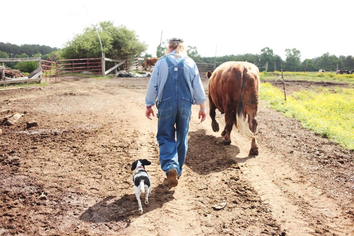 Randy Lewis with his 20-year-old dairy cow, Red, who walks around the farm like a pet. Lewis was in the pasture on his Alamance County farm this month when a bull attacked him.