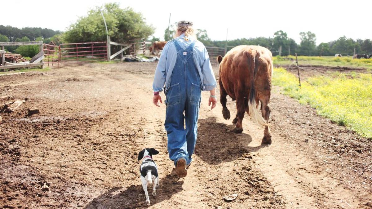 Randy Lewis walks around the farm in 2015 with his 20-year-old dairy cow, Red. Ted Richardson and Jason Arthurs completed a documentary on the fifth-generation dairy farmer in Alamance County.