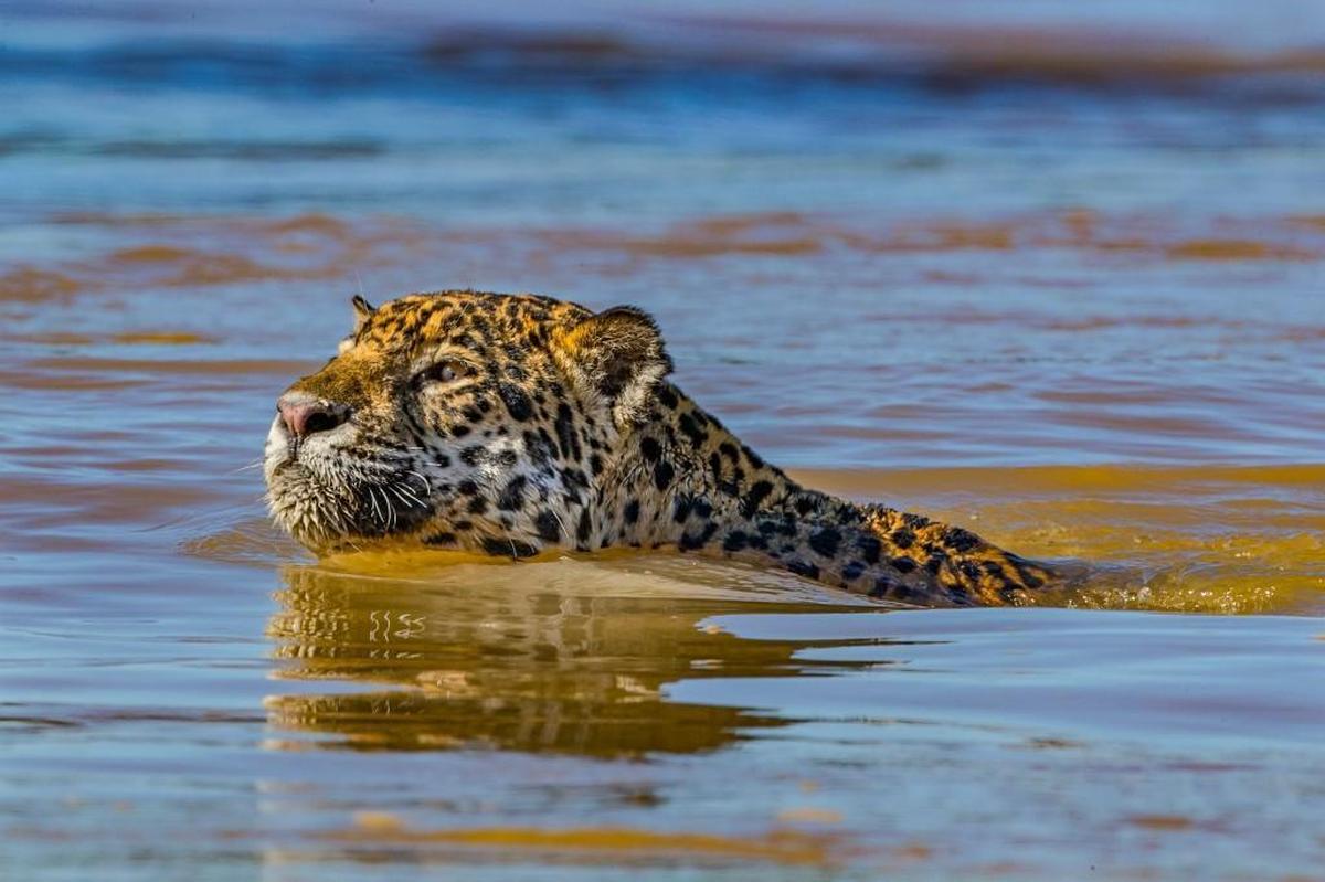 A close-up of Scarface swimming against current in Pantanal, Brazil.