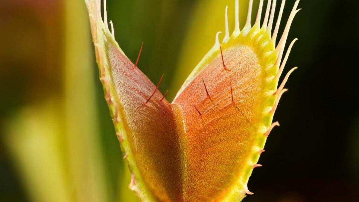 Venus flytrap (Dionaea muscipula) trap close-up showing trigger hairs. Cultivated specimen.