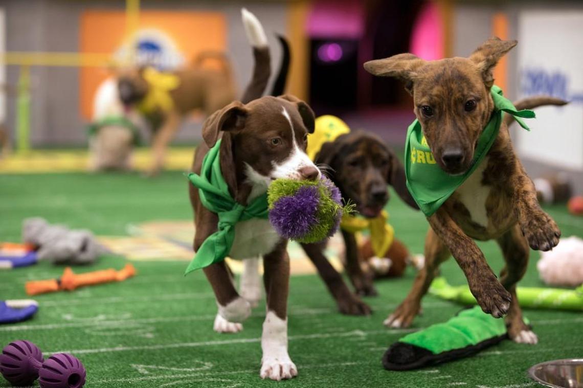 Puppies Peanut and Hinesville take the field for Puppy Bowl XIV on Animal Planet.