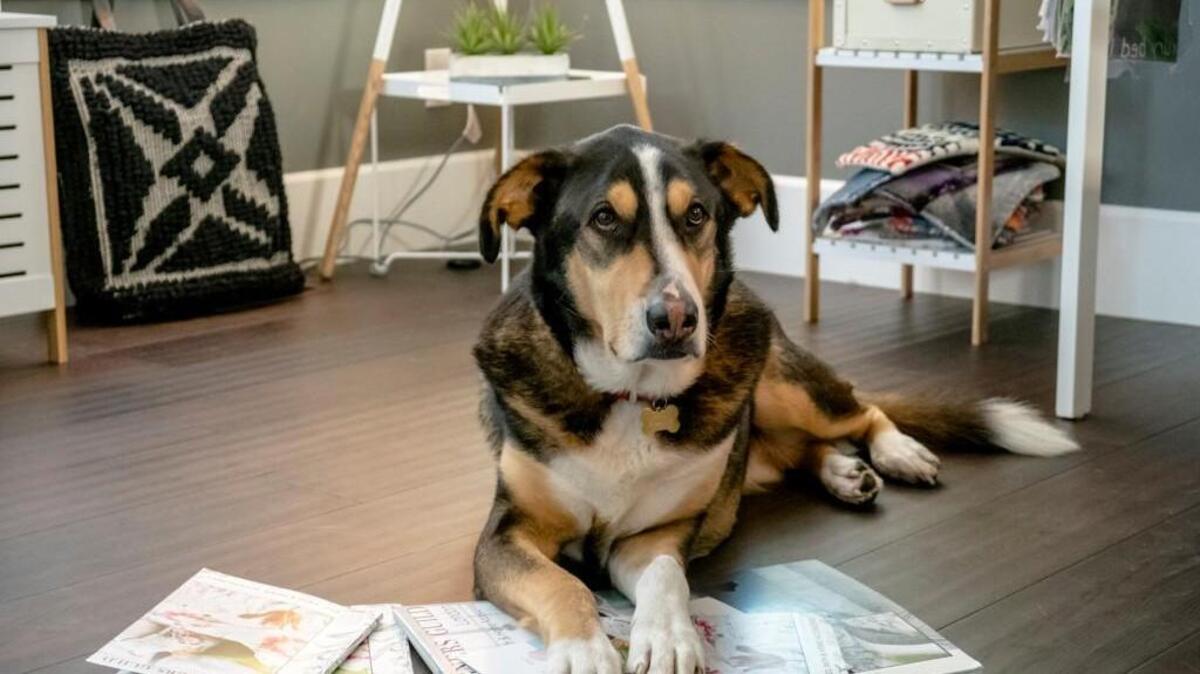 An interior designer adopts a dog and seeks the help of an expert and handsome dog trainer in Hallmark’s “Love at First Bark.” Here is the adorable pup who brings the two together.