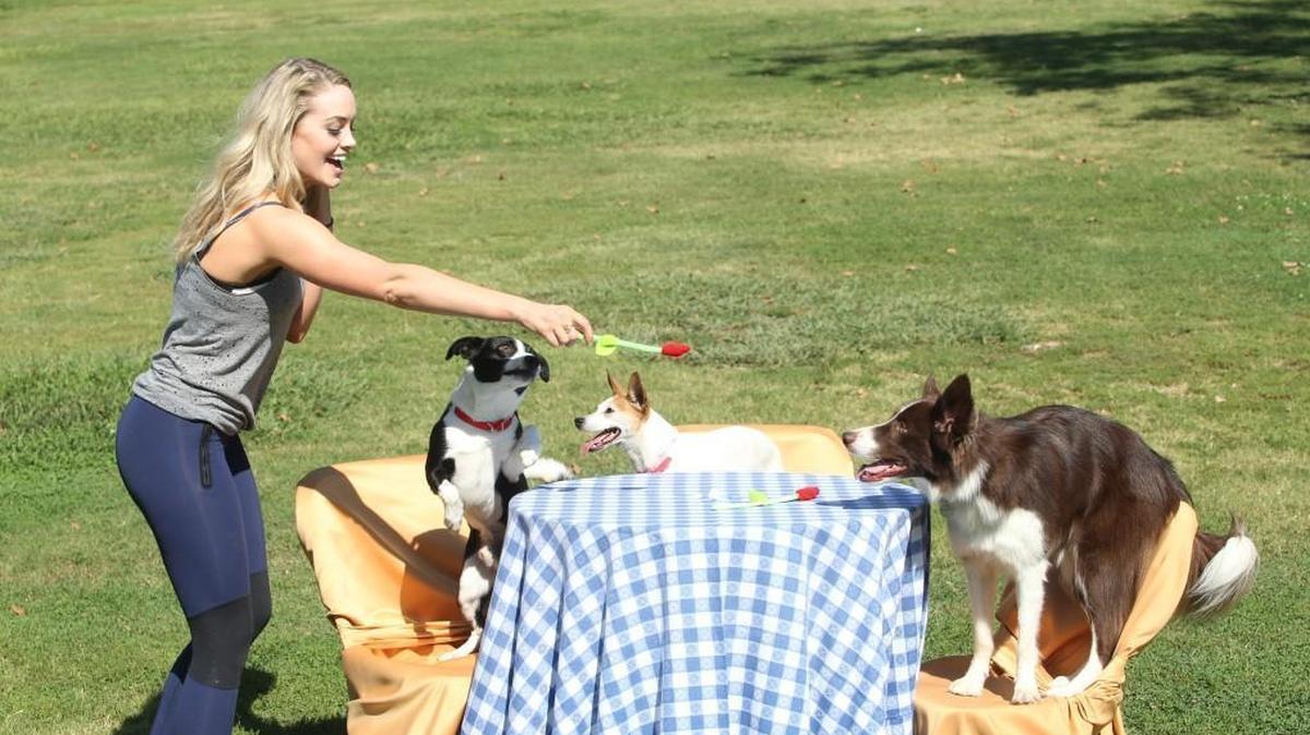 Jenna Cooper trains dogs for the “Arie’s Amazing Acrodogs” show on ABC’s “The Bachelor.”