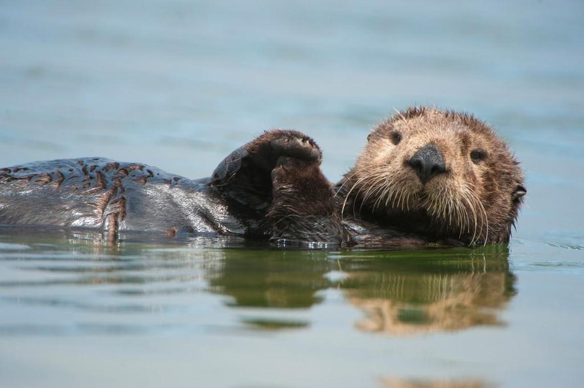 Filmmaker Charlie Hamilton James follows the story of three curious river otter orphans in Wisconsin and visits otters all over the globe.