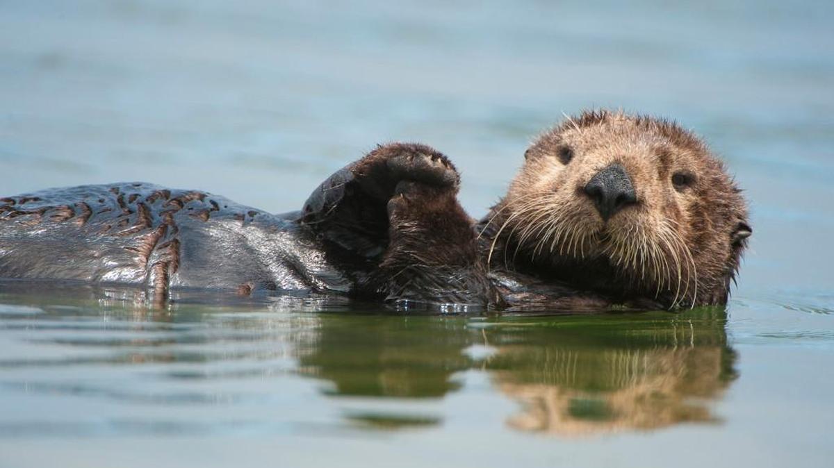 Filmmaker Charlie Hamilton James follows the story of three curious river otter orphans in Wisconsin and visits otters all over the globe.
