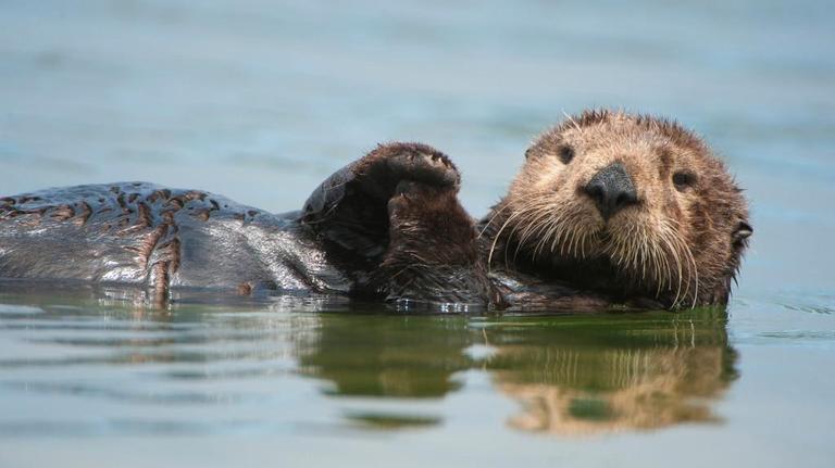Cute, playful & a potential threat. Here are 6 facts about SC river otters