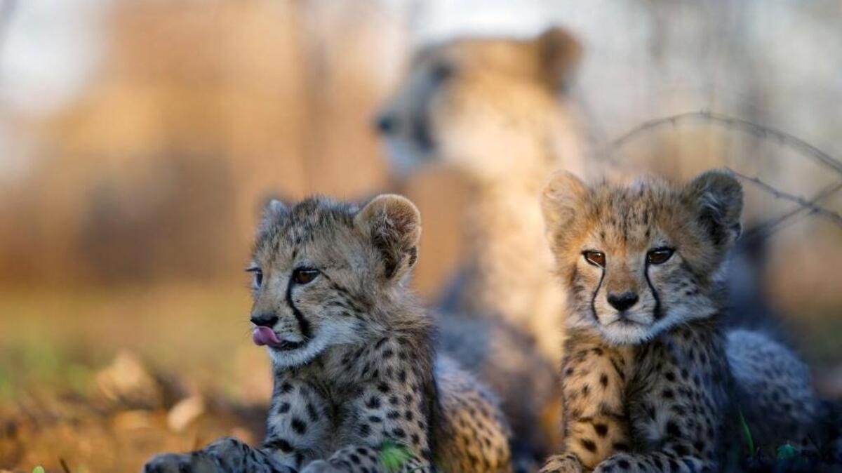 Two young cheetah cubs lie in the shade while their mother rests in the background, Malilangwe Wildlife Reserve, Zimbabwe.