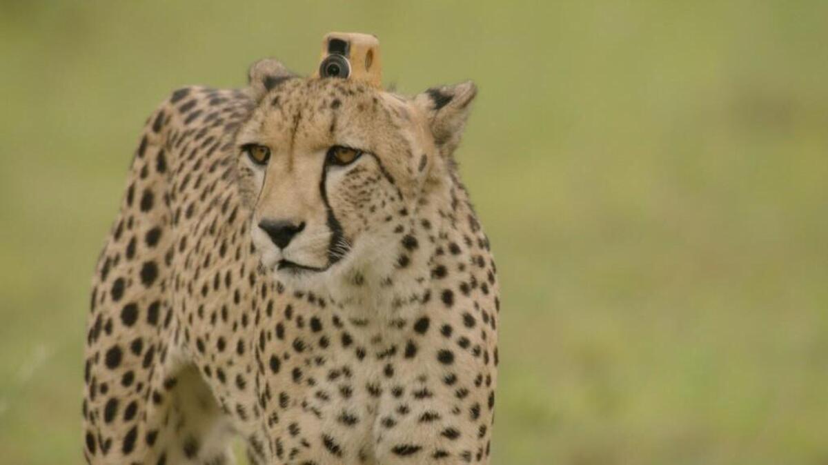 A camera-cheetah setting out to hunt on the two-part “Animals with Cameras: A NATURE Miniseries” on PBS. The cameras had internal stabilization and were able to film in slow-motion, enabling the crew to capture the hunt from on-board in great detail.