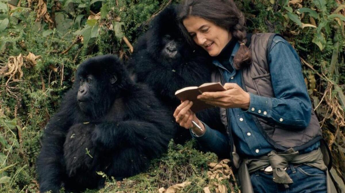 An archival photo of primatologist Dian Fossey in the wild with Mountain Gorillas. Fossey is the subject of a new National Geographic Channel series that explores her life and murder.