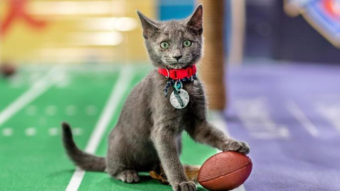 Kitten Bowl is a feline catstravaganza presented in association with North Shore Animal League America (the nations largest no-kill shelter and animal adoption organization) and Last Hope Animal Rescue and Rehabilitation. Hosted by Beth Stern, TV personality and national spokesperson for North Shore Animal League America, and Boomer Esiason as the Feline Football Leagues (FFL) Commissioner.