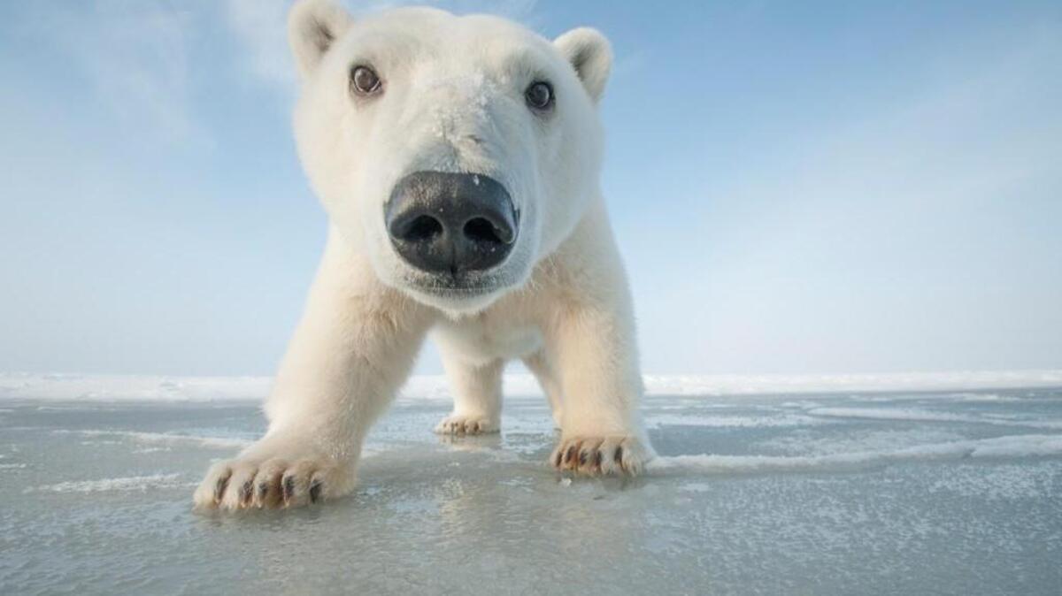 A curious young Polar bear (Ursus maritimus) approaches over newly forming pack ice during autumn freeze up in the Beaufort Sea, off the Arctic coast, Alaska.