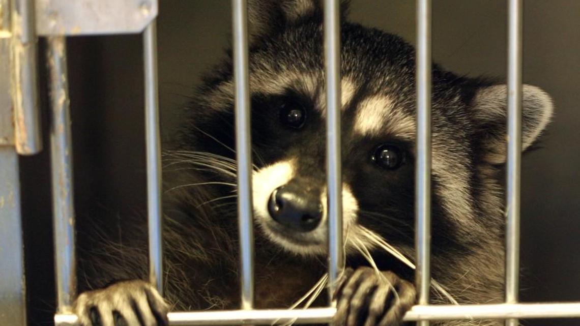 Rabies can often be found in wild animals, including raccoons.