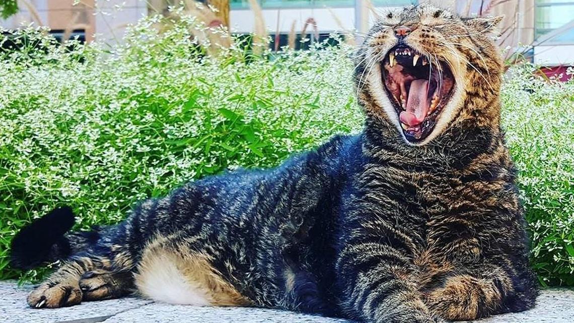 Tucker, Raleigh’s celebrity cat, will leave downtown for a ‘well-earned retirement’
