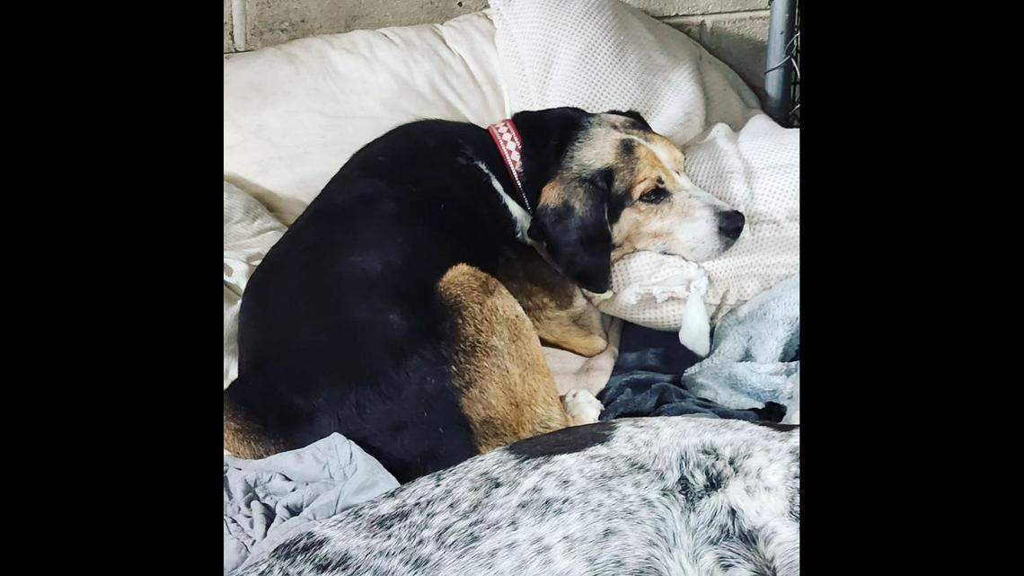 Hunter, a blind dog, was flown to a Tennessee animal shelter after being surrendered by his owner, the shelter’s owner said.