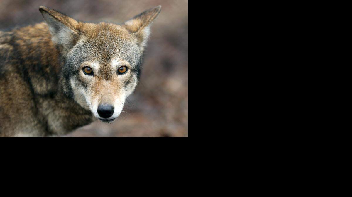 Betty, a female red wolf, roams in a fenced area Feb. 10 at the Red Wolf Coalition in Creswell.
