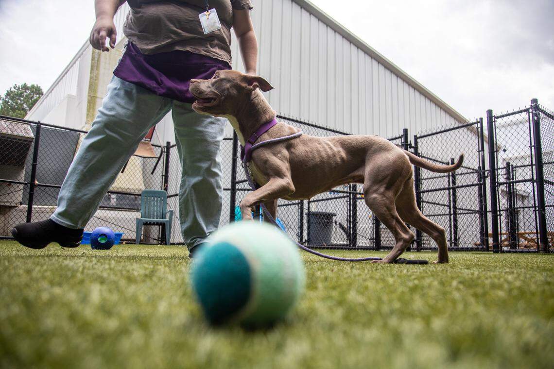 ‘Gabi,’ one of many dogs available for adoption, plays with volunteer Katie Nolfo Friday June 23, 2023 at the Wake County Animal Center in Raleigh.