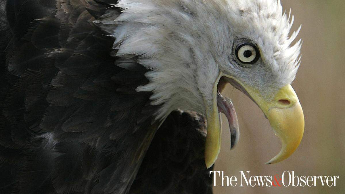 A bald eagle before being released at Jordan Lake, N.C.