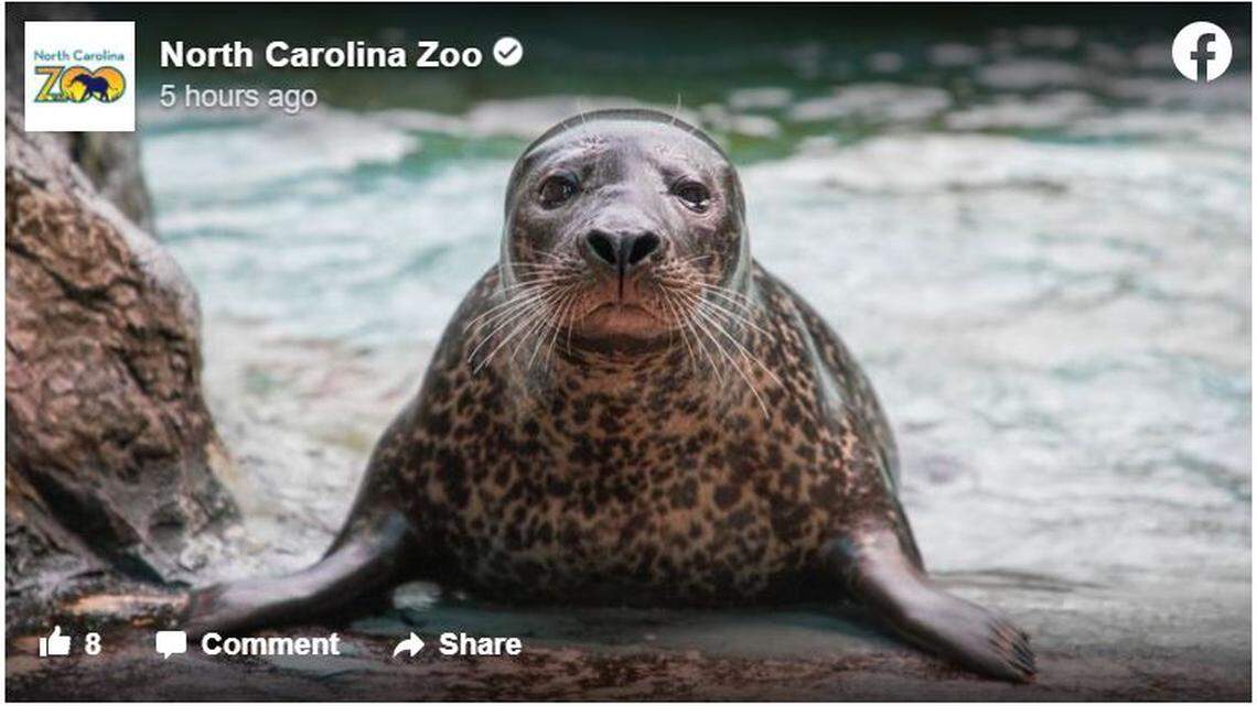 A harbor seal named Paco died at the North Carolina Zoo. He was known for being stubborn and rolling his eyes at his keepers, the zoo says.