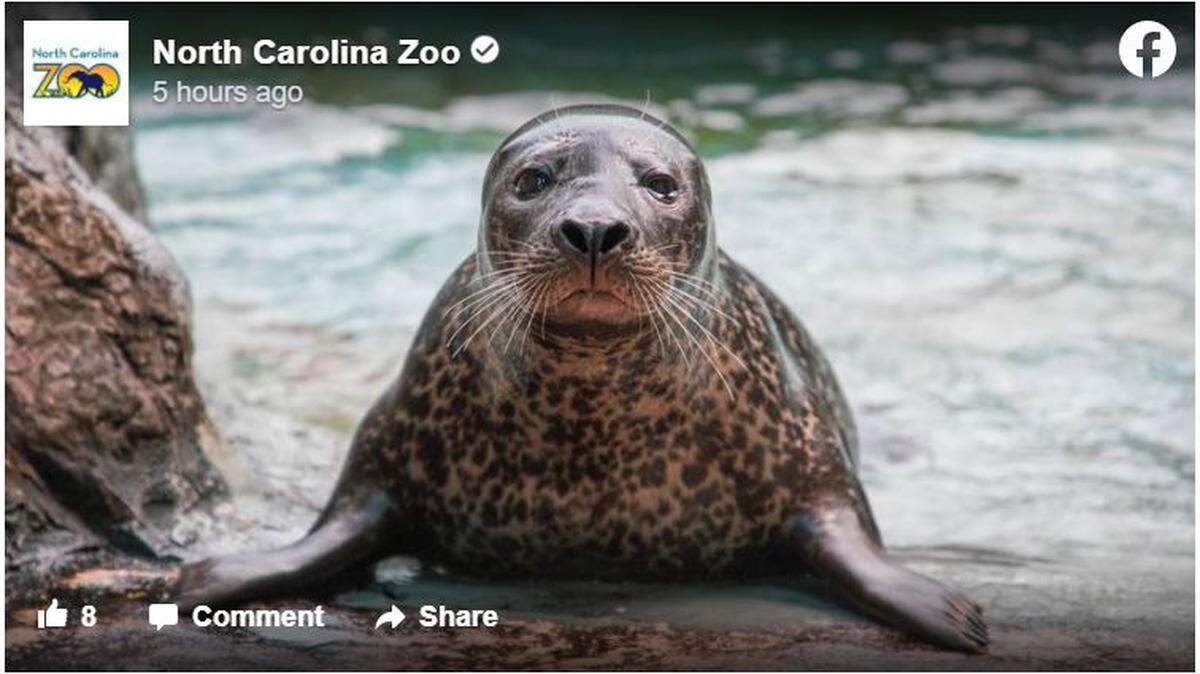 A harbor seal named Paco died at the North Carolina Zoo. He was known for being stubborn and rolling his eyes at his keepers, the zoo says.