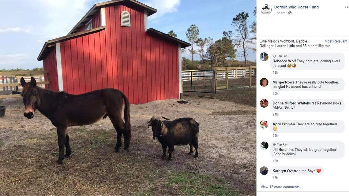 Sonny the goat and Raymond the mule have become friends on a farm near the Outer Banks, a rescue says.