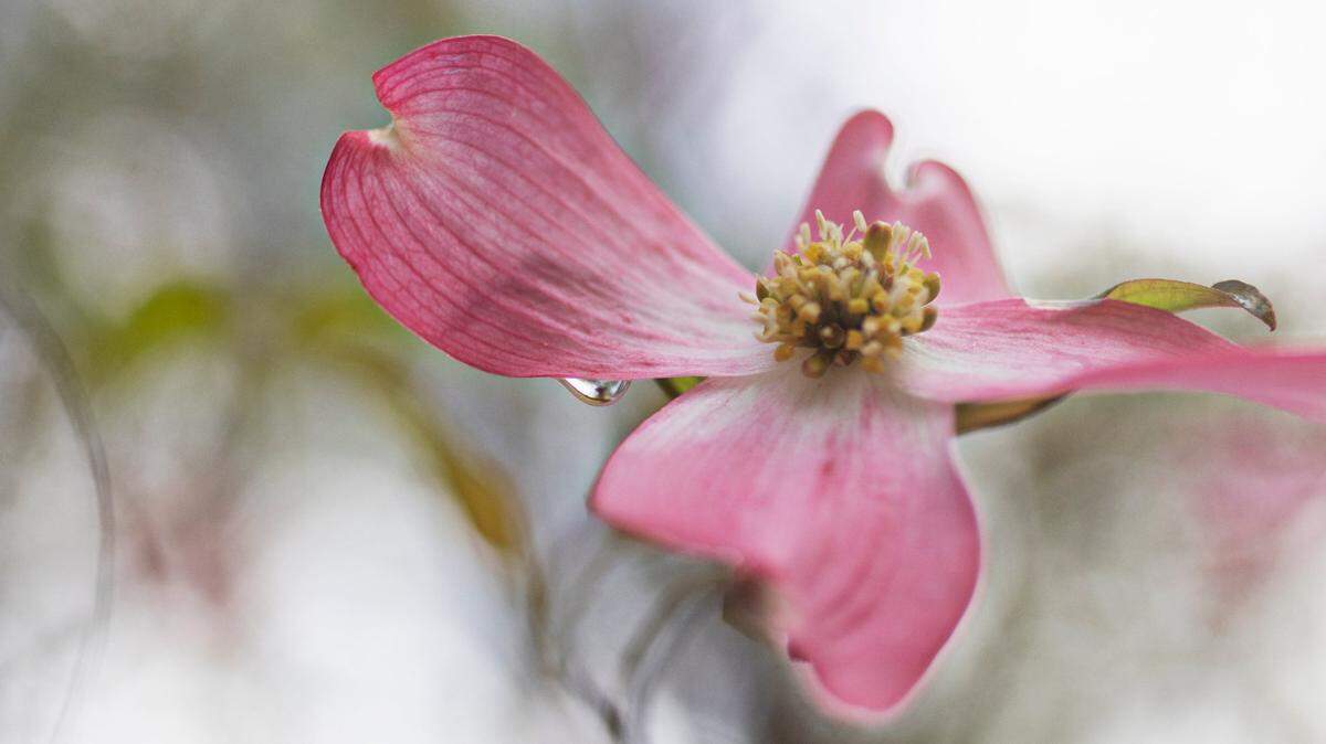 Pink dogwood blooms in the South.