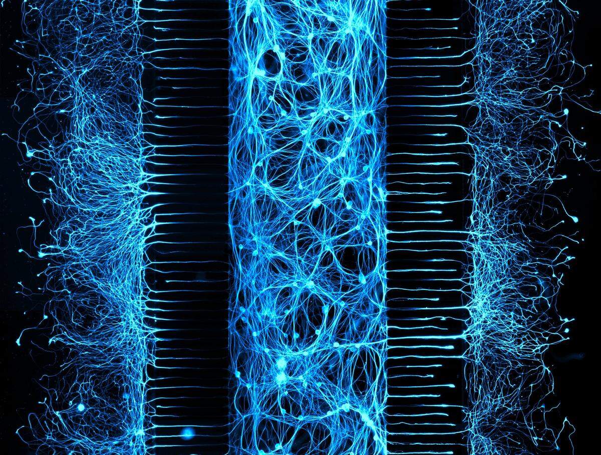 Triple Connections, 2017 confocal micrograph