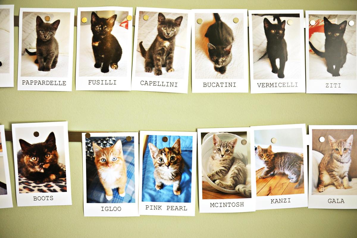 Traci Highsmith, who has fostered more than 100 kittens for SAFE Haven of Raleigh for over three years, keeps photos of all the kittens she’s fostered over the years with many hanging on the wall in her kitten room.