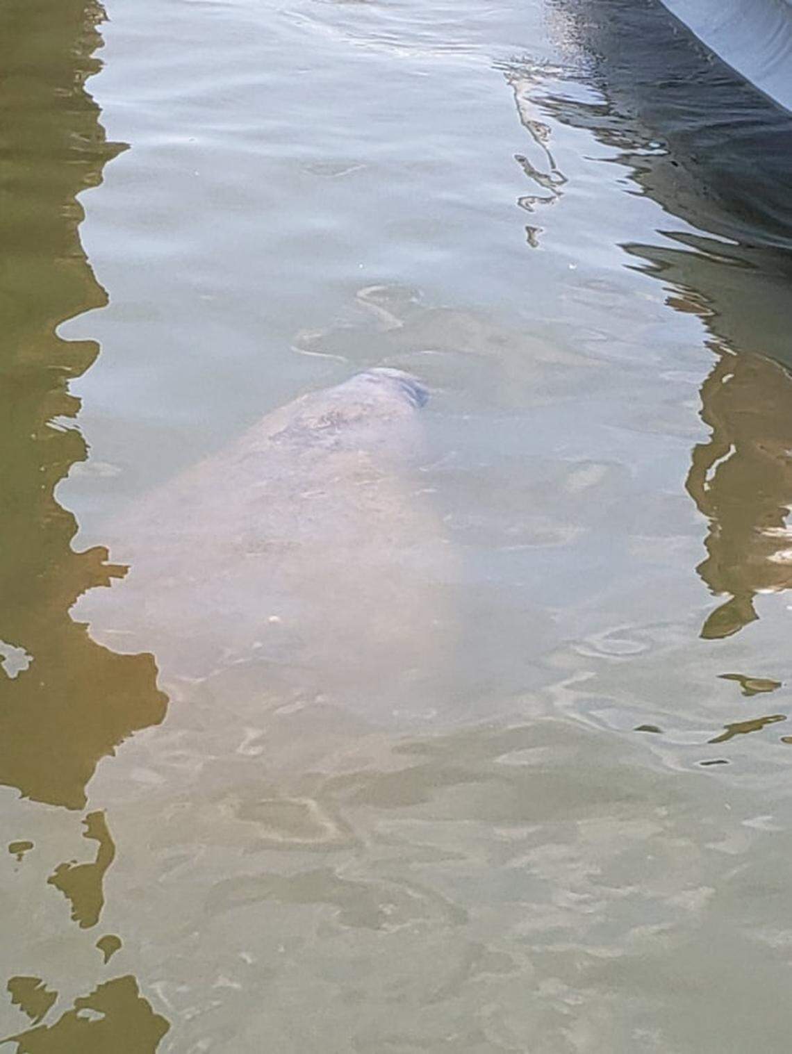 A manatee spotted in the Oregon Inlet Marina on Saturday, June 16, 2018.