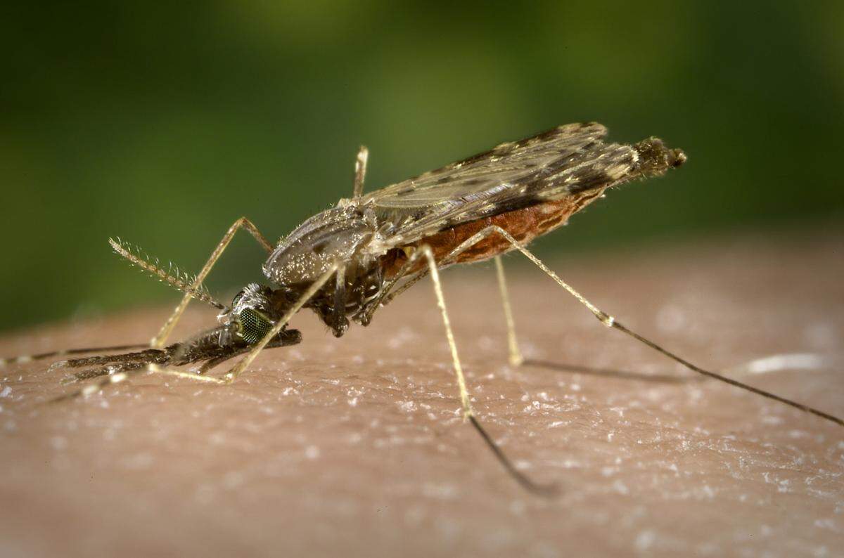A view of a feeding female Anopheles albimanus mosquito.